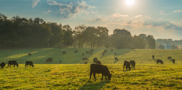 사용자 업로드 이미지