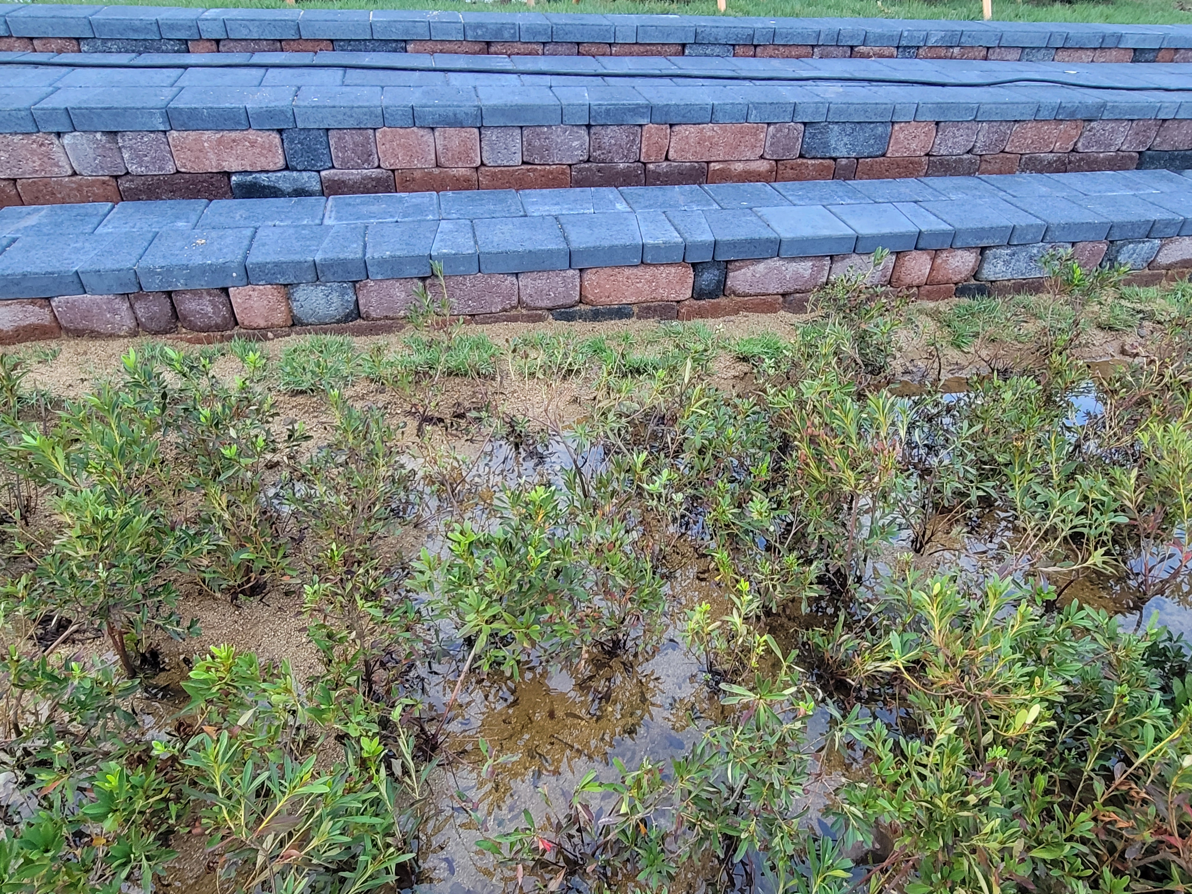 응원석 바로 밑 화단에 물이 흥건함