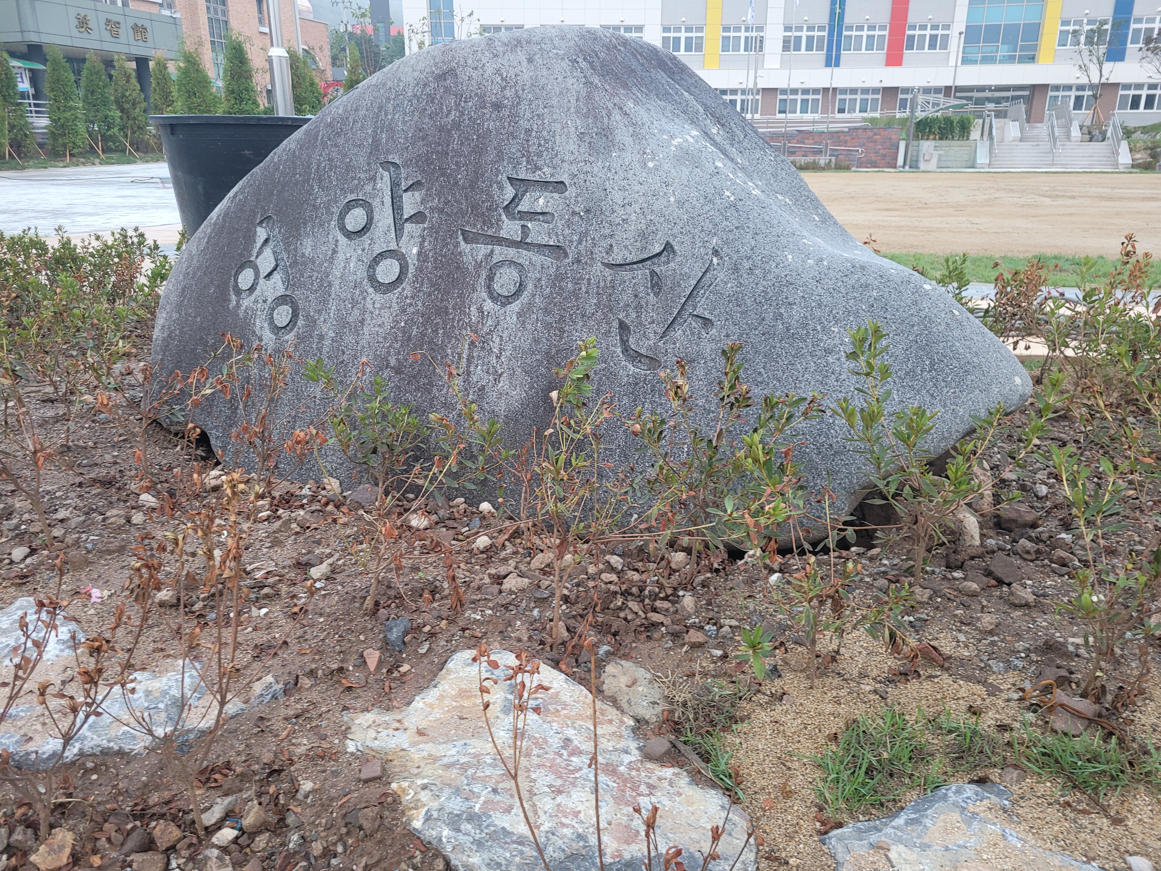 영양 동산석 주위에 자갈이 가득한 흙으로 화목들이 말라 죽었거나 죽어감