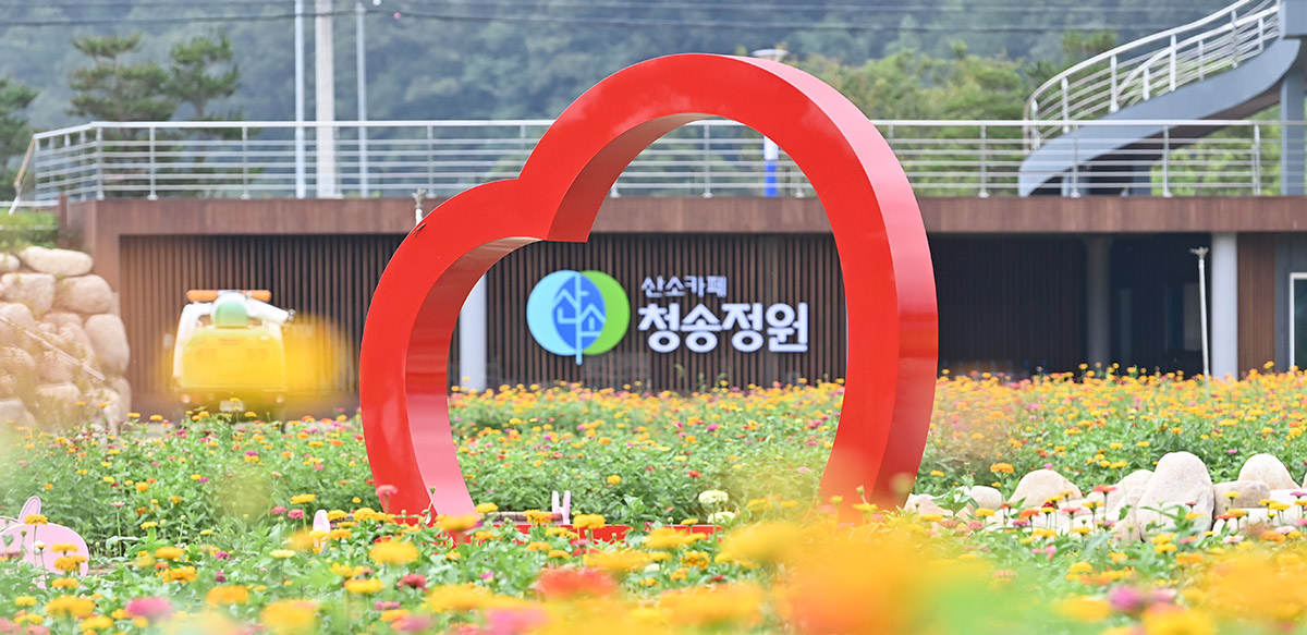 백일홍