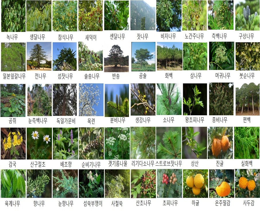 식물정유 50종