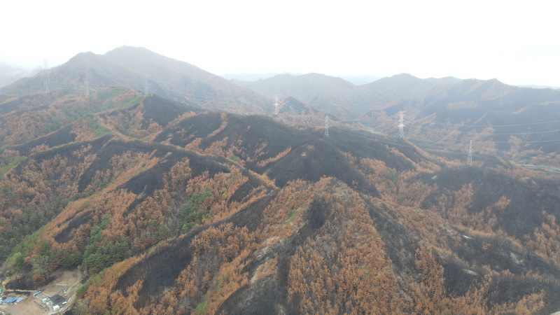 산불피해지 전경