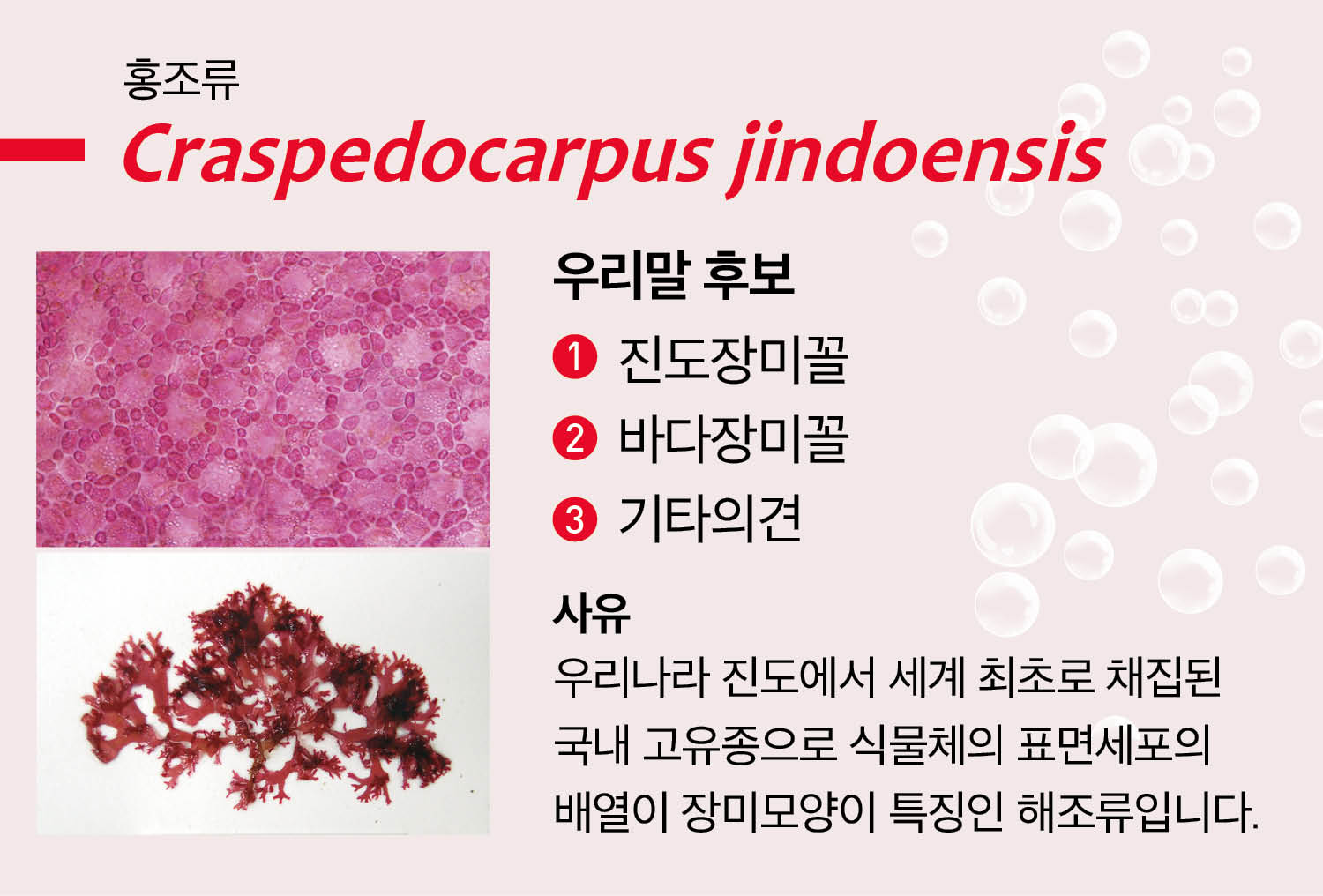 우리나라 진도에서 세계 최초로 채집된 국내 고유종으로 식물체의 표면세포의 배열이 장미모양이 특징인 해조류입니다.