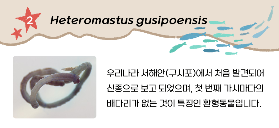 환형동물(Heteromastus gusipoensis)