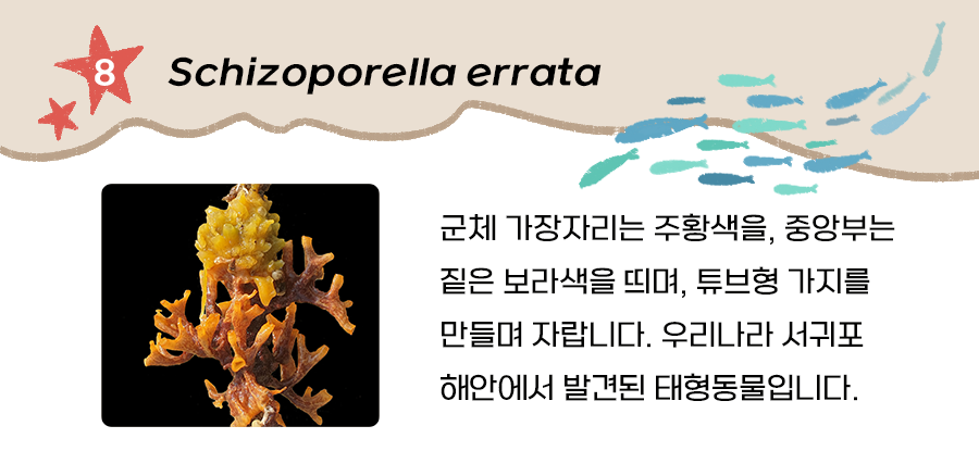 태형동물(Schizoporella errata)