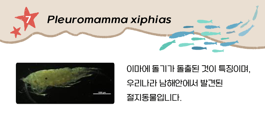 절지동물(Pleuromamma xiphias)