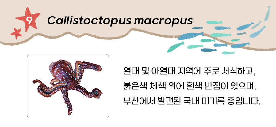 연체동물(Callistoctopus macropus)
