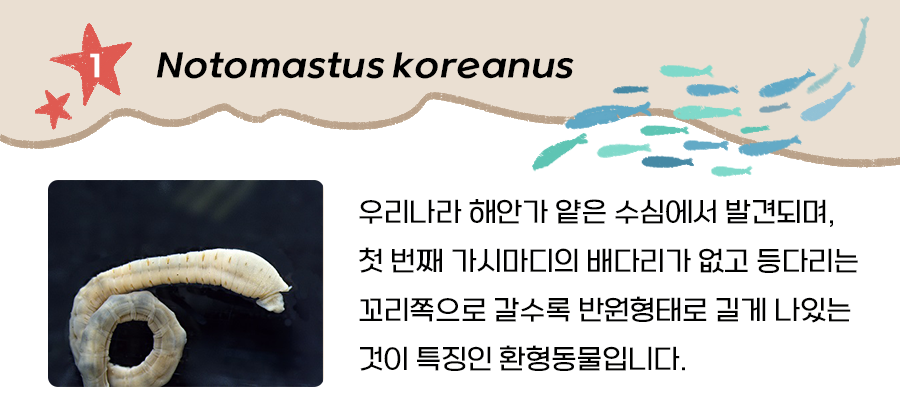 환형동물(Notomastus koreanus)