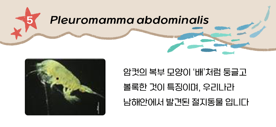 절지동물(Pleuromamma abdominalis)