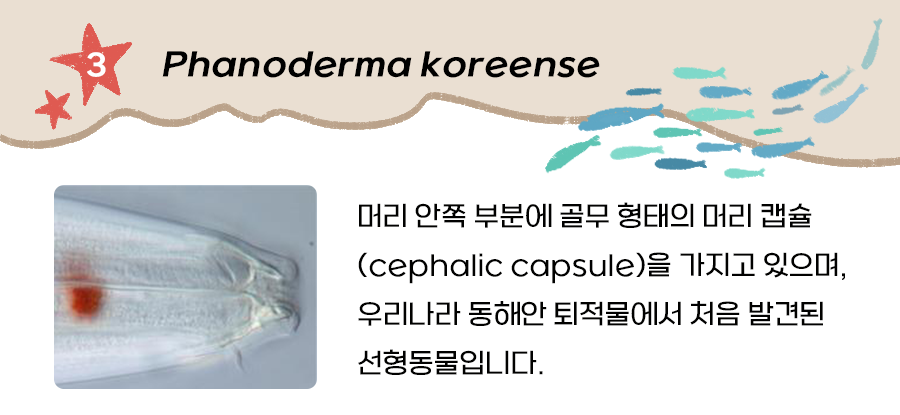 선형동물(Phanoderma koreense)