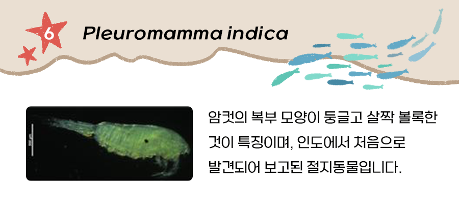 절지동물(Pleuromamma indica)
