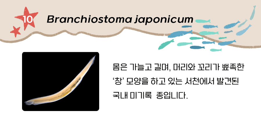 척삭동물(Branchiostoma japonicum)