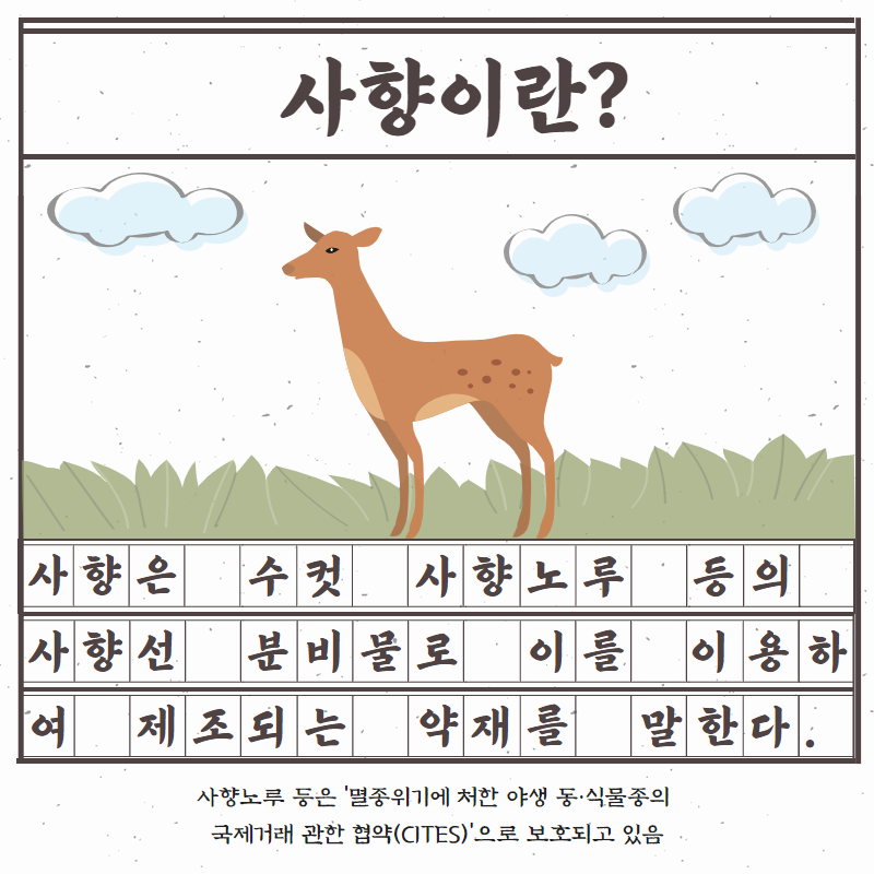 사향은 수컷 사향노루 등의 사향선 분비물로 이를 이용하여 제조되는 약재를 말한다.