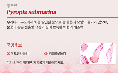 우리나라 우도에서 처음 발견된 종으로 몸에 톱니모양의 돌기가 없으며, 불꽃과 같은 선홍빛 색상과 끝이 뾰족한 체형의 특징을 가진 해조류