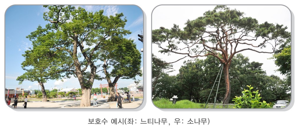보호수 느티나무와 소나무 사진
