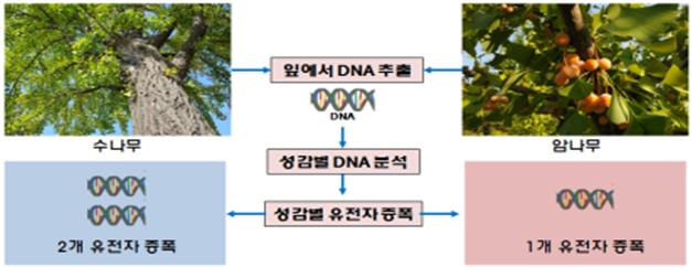 은행나무 암수식별 DNA 분석기술 모식도