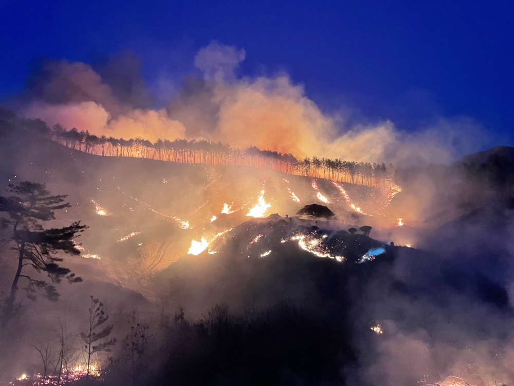 산불 속 160년생 보호수